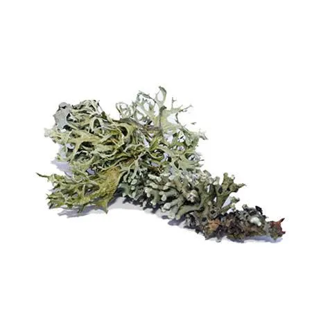 Oakmoss Absolute Oil 1